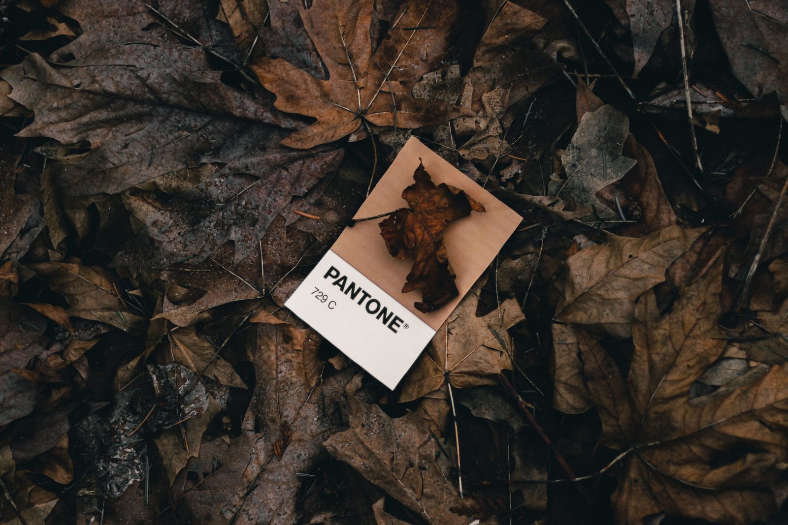fall color palette