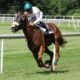 wincanton races