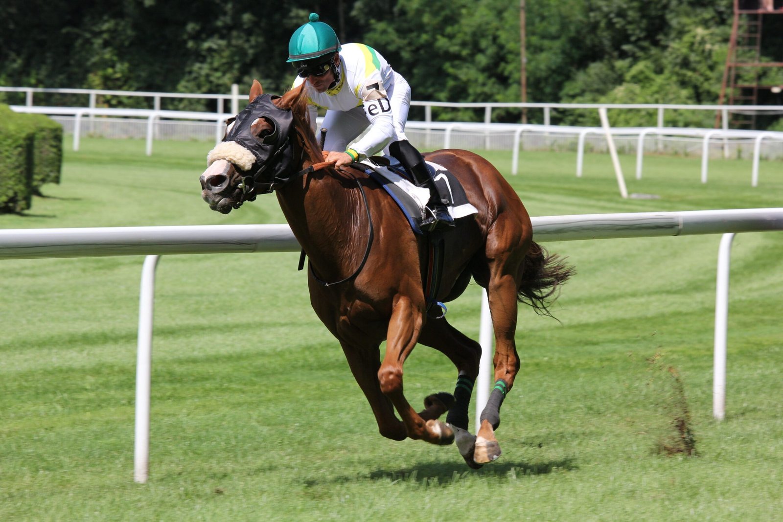 wincanton races