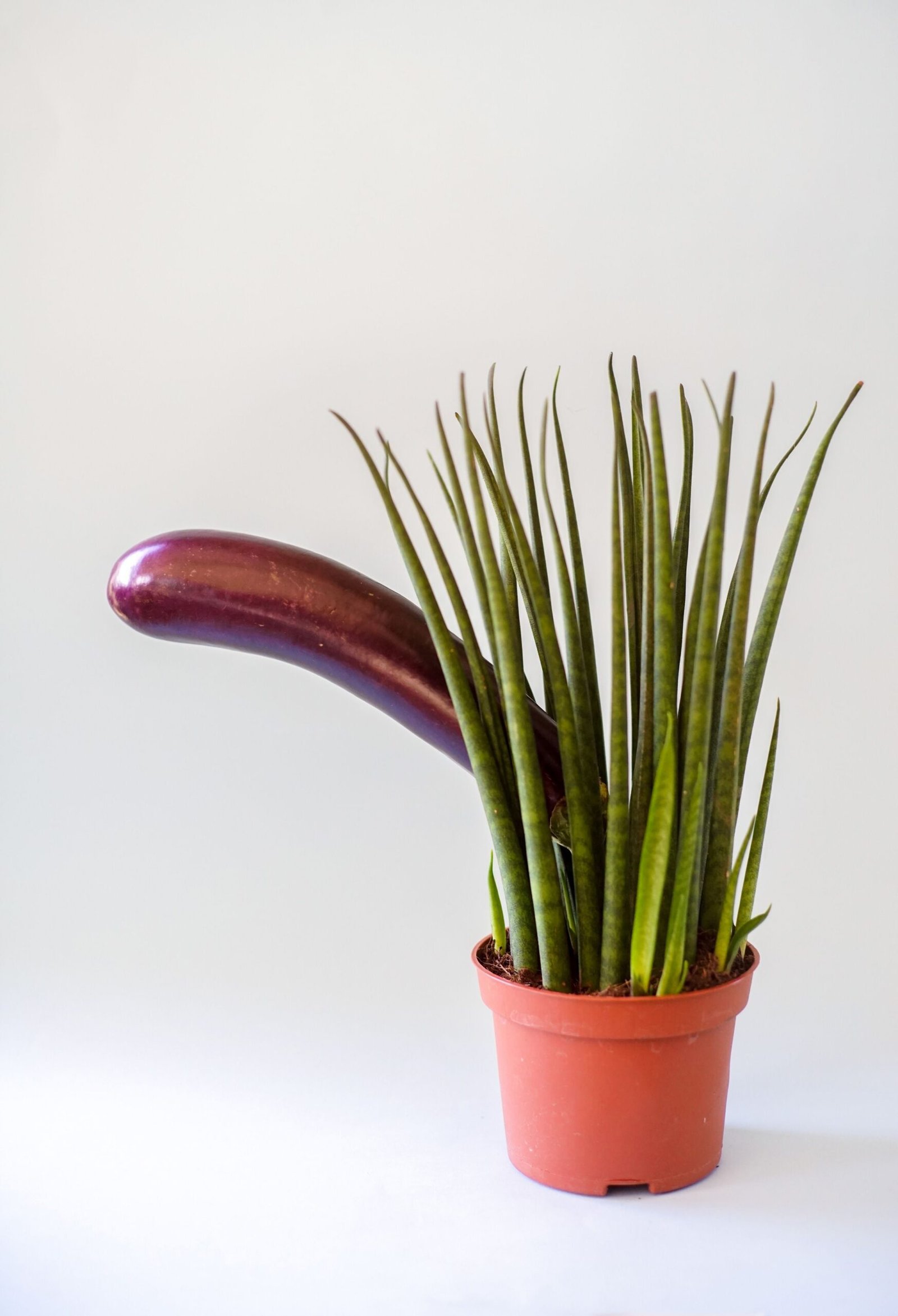 anus pun